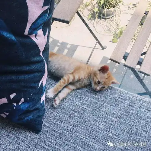 治愈系的猫咪女生头像猫