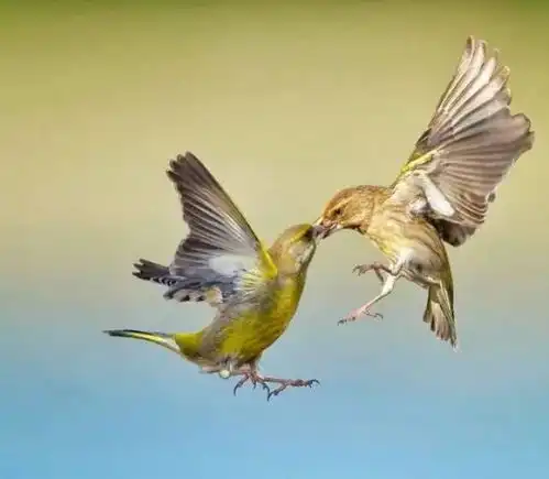 美醉了人间比翼双飞鸟