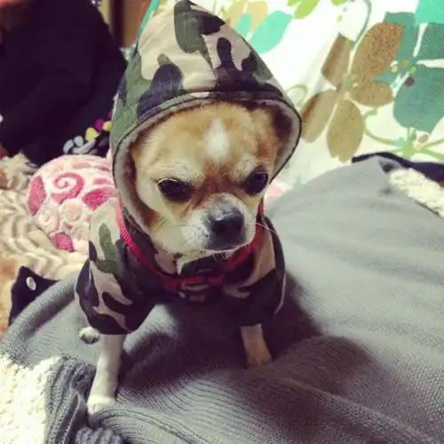 养血统不纯的狗会被人鄙视吗