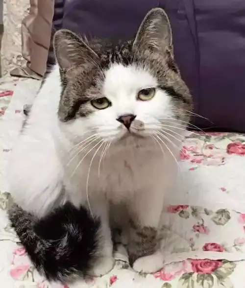 猫系头像双人三猫