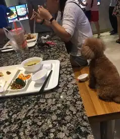 男女用餐厅公共餐具喂狗喝奶茶,网友这样说