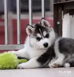 抗病力强品相好签售后协议包存活哈士奇