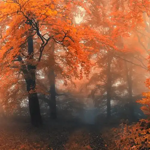 2023萧瑟秋季风景头像