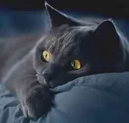 教育猫咪最忌讳的三种错误方式,只会恶化铲屎官和猫咪的关系