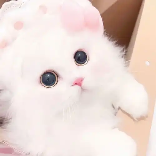可爱头像分享10猫咪