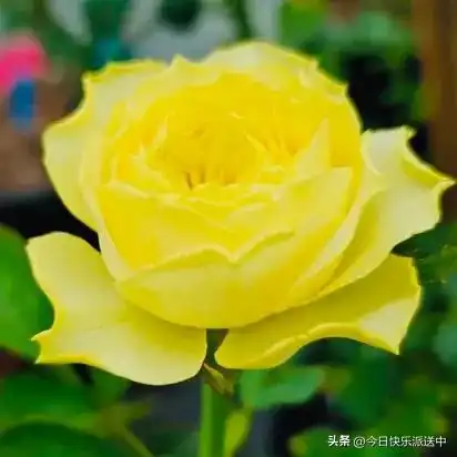 分享图片落叶之秋,邀您共赏,色彩鲜艳,耀眼夺目的月季花