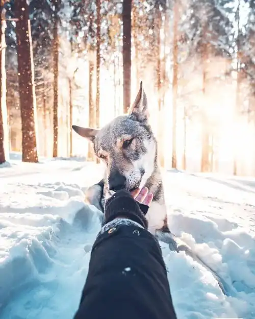 长得像狼但不是狼的捷克狼犬百科