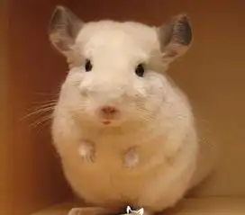 龙猫微信头像简单干净