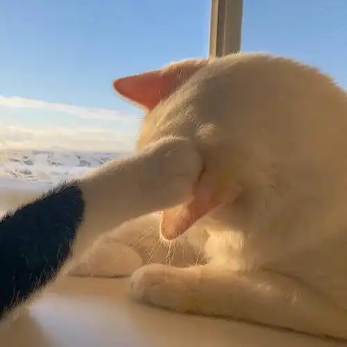 治愈系的猫咪女生头像水
