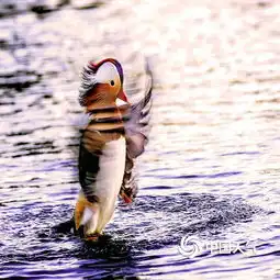 北京玉渊潭公园鸳鸯戏水迎春来