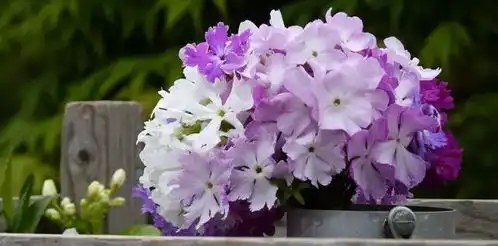 2月1日水瓶星座花月桂樱草花