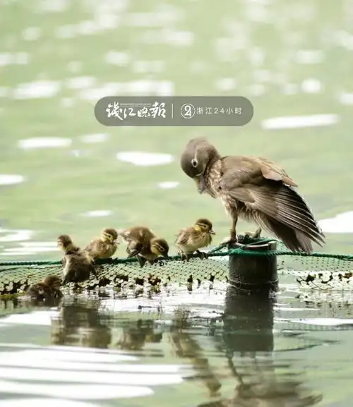 快来围观今年西湖第一窝小鸳鸯亮相了