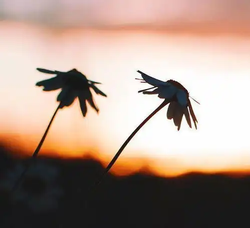 人生隽语忙于生活,别忘了自己