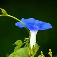 头像花系列花系列