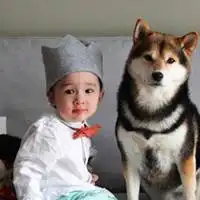 萌宠物头像哈士奇微信头像图片大全