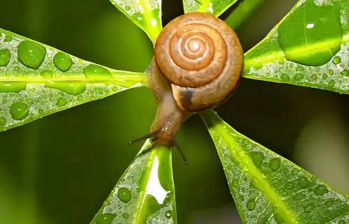 西澳农业再添新奇葩,法式珍馐飞入寻常百姓家
