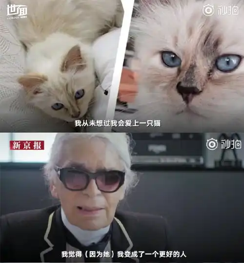 老佛爷去世了,但他竟然想让猫继承遗产