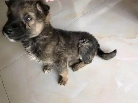 小狗狗小狗狗最新消息,新闻,图片,视频聚合阅读新浪网