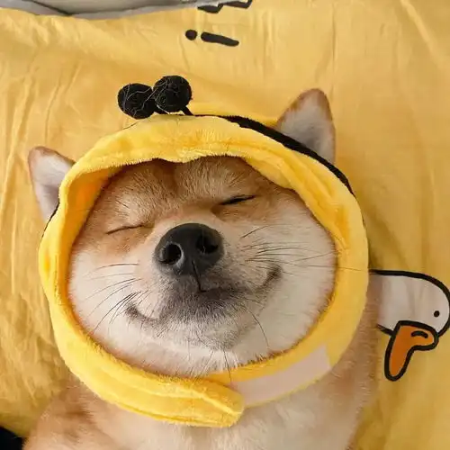有什么可爱的小动物头像