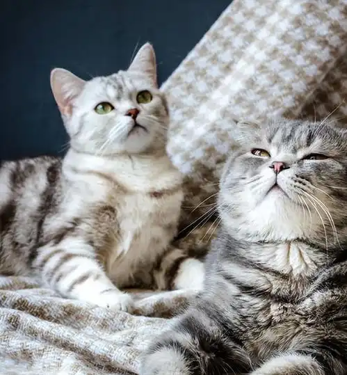 过来人告诉你,绝育的猫和不绝育的猫,区别很大