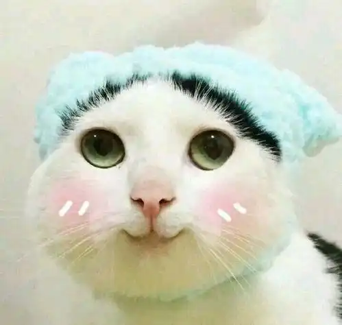 情侣头像你走了,我们养的猫却舍不得送人