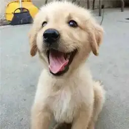 如何训练金毛犬10个注意事项须知道