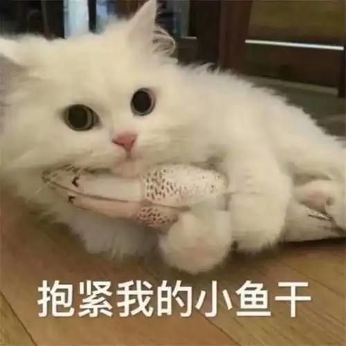 猫系女友表情包头像动漫