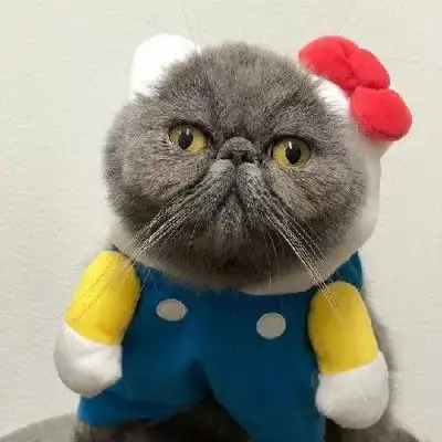 可爱猫头像萌萌哒图片高清超萌小奶猫头像