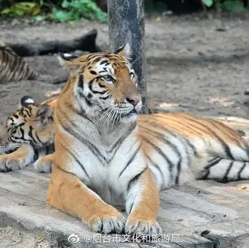 2021中秋月饼博物馆,请访问bowuguan.taobao.com9xixiav0mxopgqc5世界博物馆烟台山东中国亚洲旅游环游世界旅行景点文化文艺人文历史自然风光风景民俗环游.世界极品中文域名限时出售旅游亚