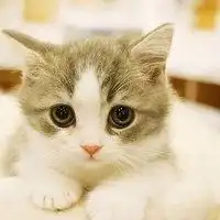 大脸萌女生头像微信头像图片大全