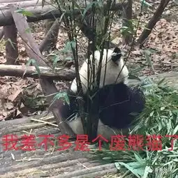 义工旅行招募四川熊猫保护项目铲屎官爆料没想到你是这样的胖达