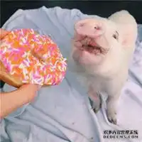 小粉猪情侣头像高清微信头像图片大全