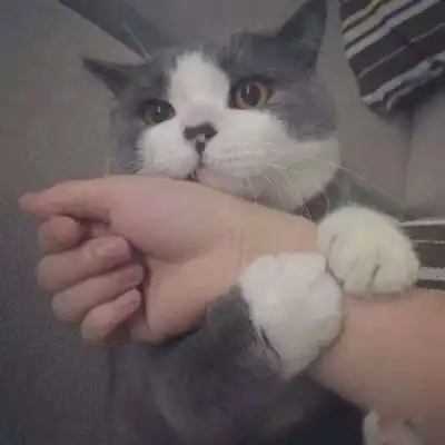 猫奴,请回复
