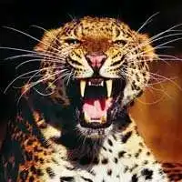 威武霸气动物微信头像微信头像图片大全