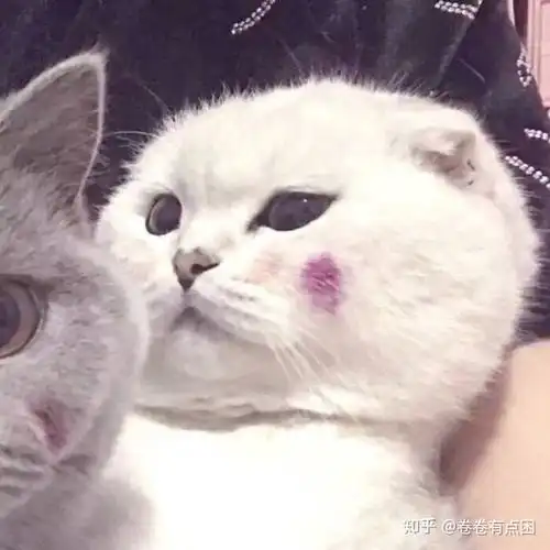 猫系动漫头像男黑色背景