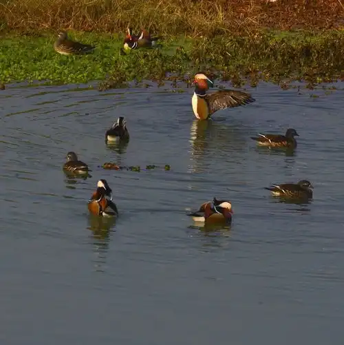 天台美女摄影师偷拍到鸳鸯戏水激情照,白相白不相
