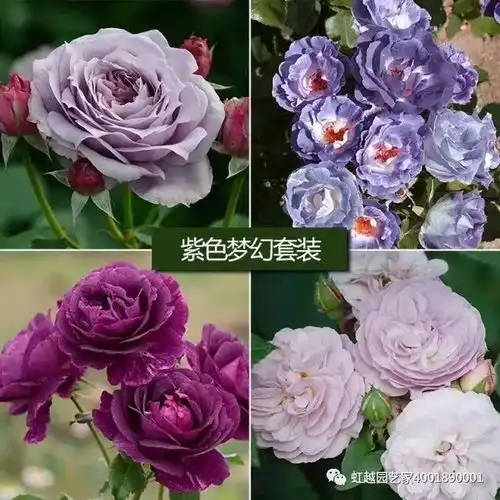 情人节,教你送出新花样