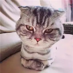 呆萌搞怪个性超萌猫咪头像其实所谓喜欢不过依赖