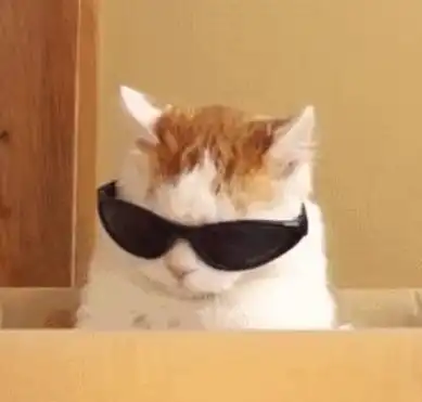 头像表情包丨戴墨镜小猫咪,无情哈拉少