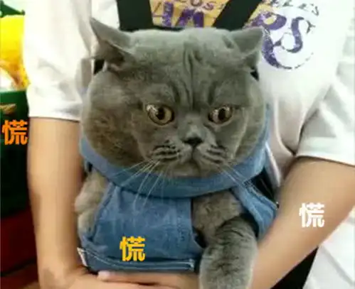 蓝猫逛超市去开拓眼界,瞬间化身成表情帝,路人看了被萌出血