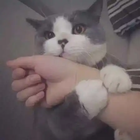 小猫卡通头像逃脱