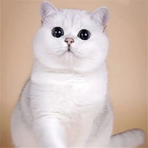 图广西南宁双血统英短银渐层特价处理南宁宠物猫