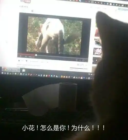 你是魔鬼吗居然给刚绝育的喵主子看猫片