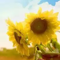 向日葵图片大全,微信使用