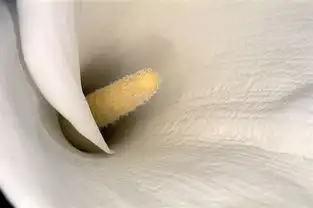 荒木经惟花幽南京开展