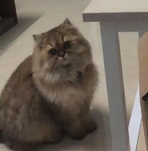 蓝银渐层配金渐层可以配出什么颜色的小猫