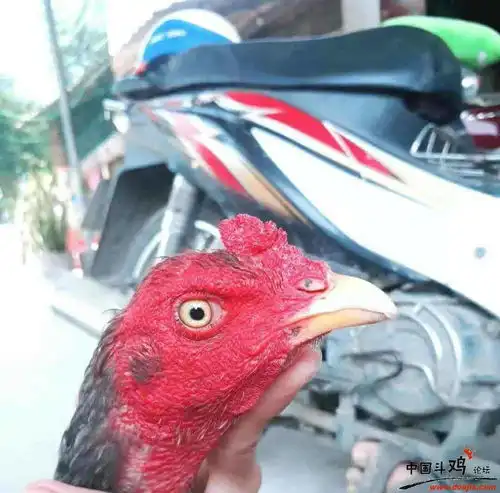 71号一道鳞,芽庄纯种血统达