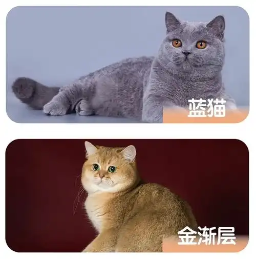 猫中土豪金,金渐层怎么挑选