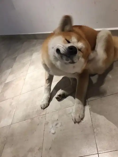 两只单身狗一只秋田一只法斗