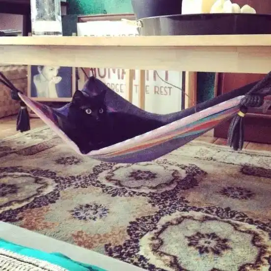 一个真正爱猫的人一定会给猫咪这样的家